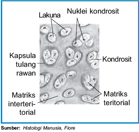 Detail Gambar Jaringan Tulang Rawan Nomer 9