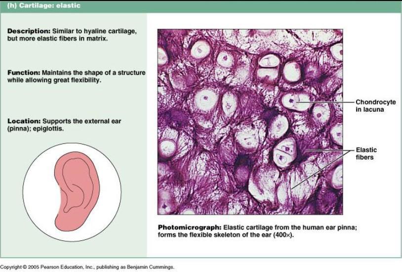 Detail Gambar Jaringan Tulang Rawan Fibrosa Pada Tendon Koleksi Nomer 13 detail-gambar-jaringan-tulang-rawan-fibrosa-pada-tendon-koleksi-nomer-13