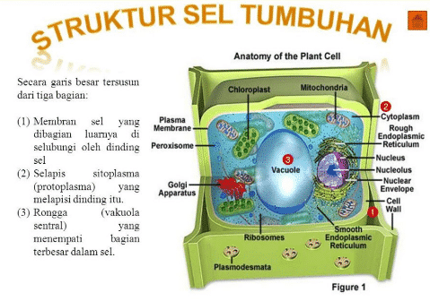 Detail Gambar Jaringan Tumbuhan Dan Keterangannya Nomer 2