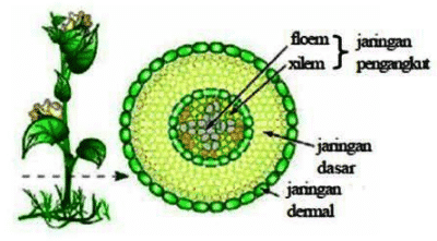 Detail Gambar Jaringan Tumbuhan Dan Keterangannya Nomer 11