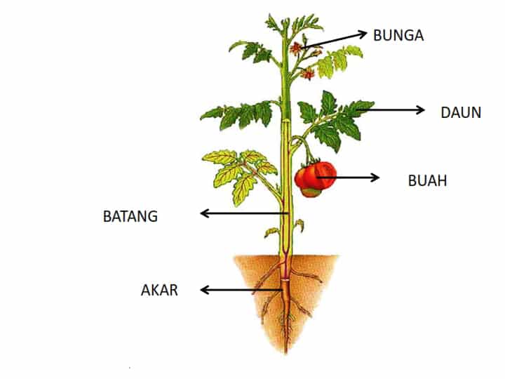 Detail Gambar Jaringan Tumbuhan Dan Keterangannya Nomer 26