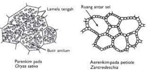 Detail Gambar Jaringan Tumbuhan Dan Keterangannya Nomer 43