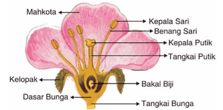 Detail Gambar Jaringan Tumbuhan Dan Keterangannya Nomer 54