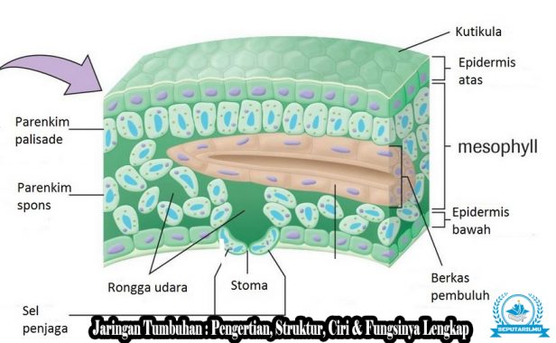 Detail Gambar Jaringan Tumbuhan Dan Keterangannya Nomer 7