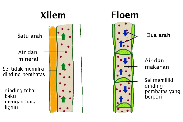 Gambar Jaringan Xilem - KibrisPDR