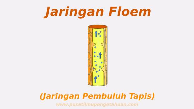 Detail Gambar Jaringan Xilem Nomer 41