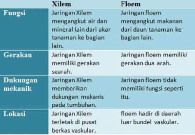 Detail Gambar Jaringan Xilem Dan Floem Nomer 55