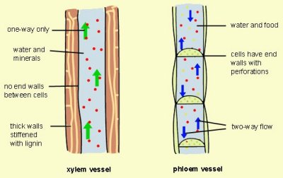 Detail Gambar Jaringan Xilem Dan Floem Nomer 9