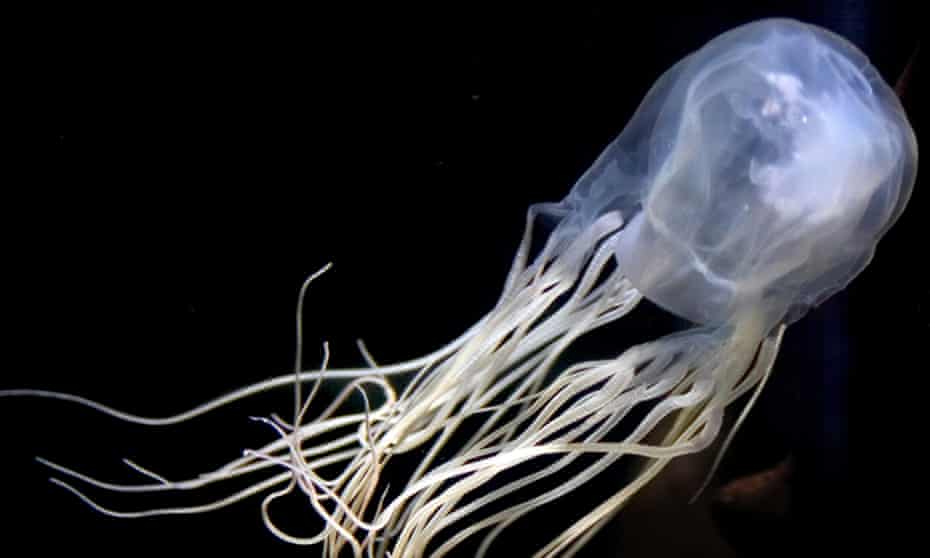 Detail Gambar Jellyfish Nomer 11