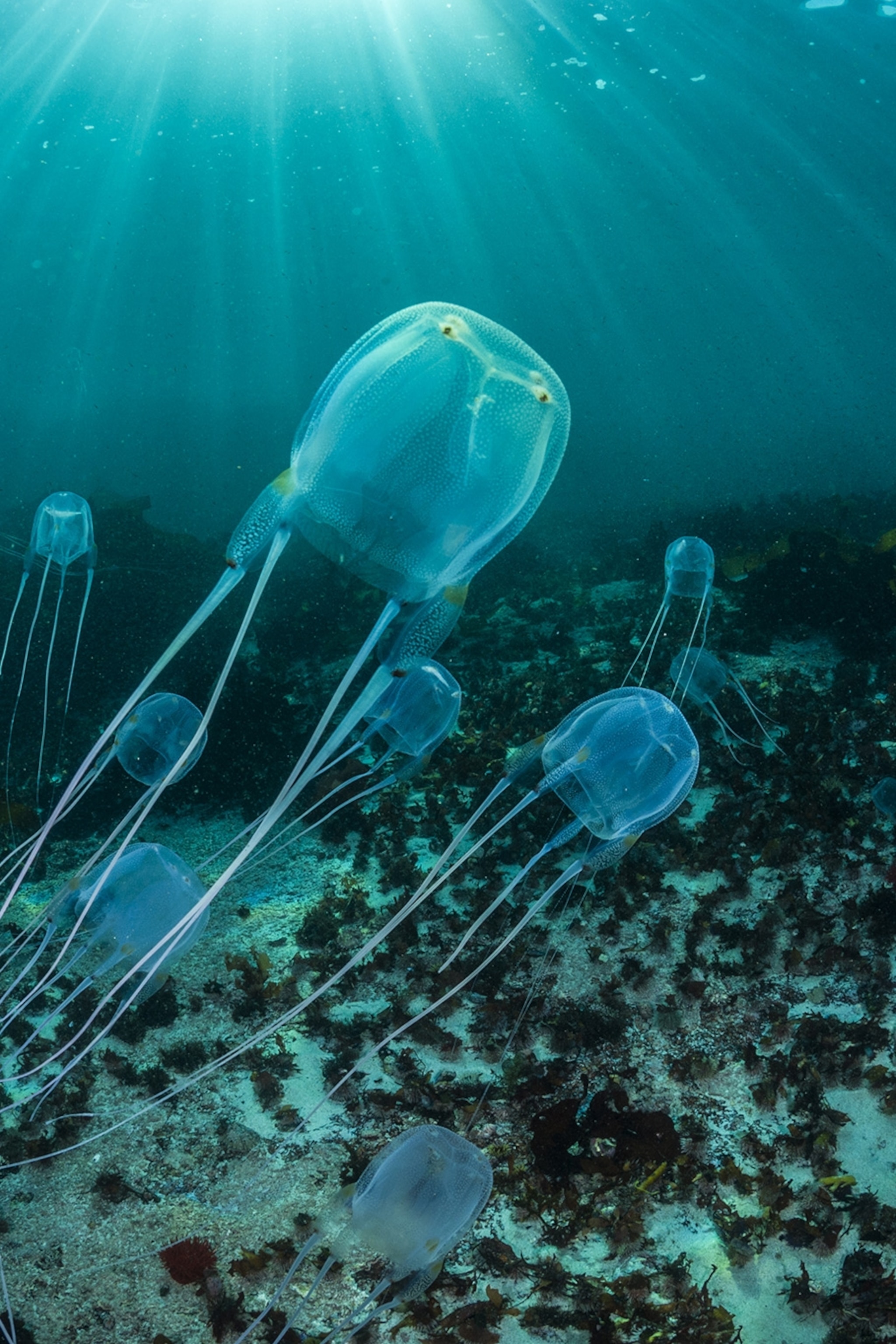 Detail Gambar Jellyfish Nomer 23
