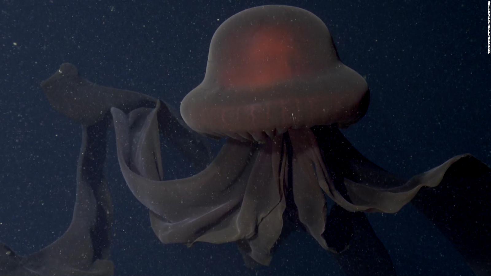 Detail Gambar Jellyfish Nomer 4