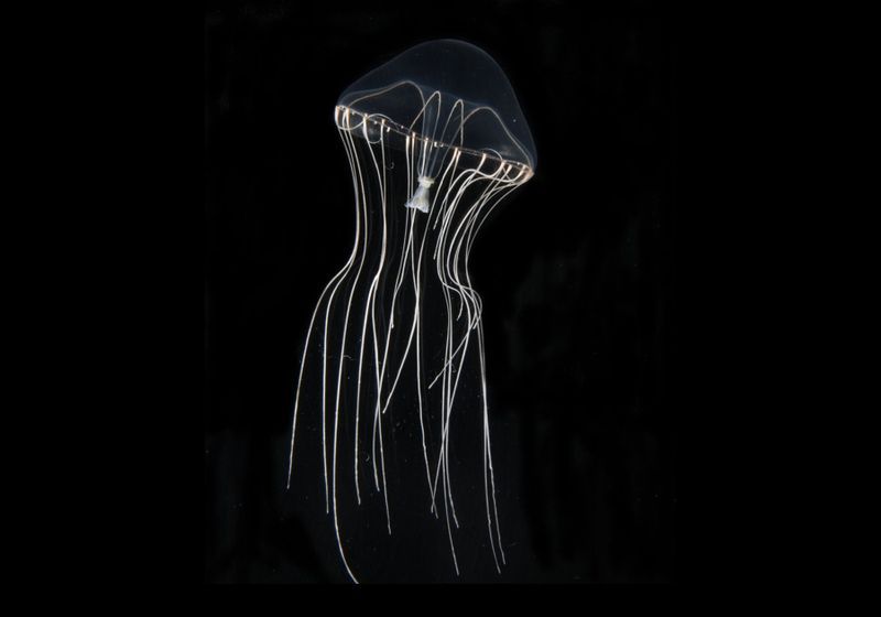 Detail Gambar Jellyfish Nomer 33