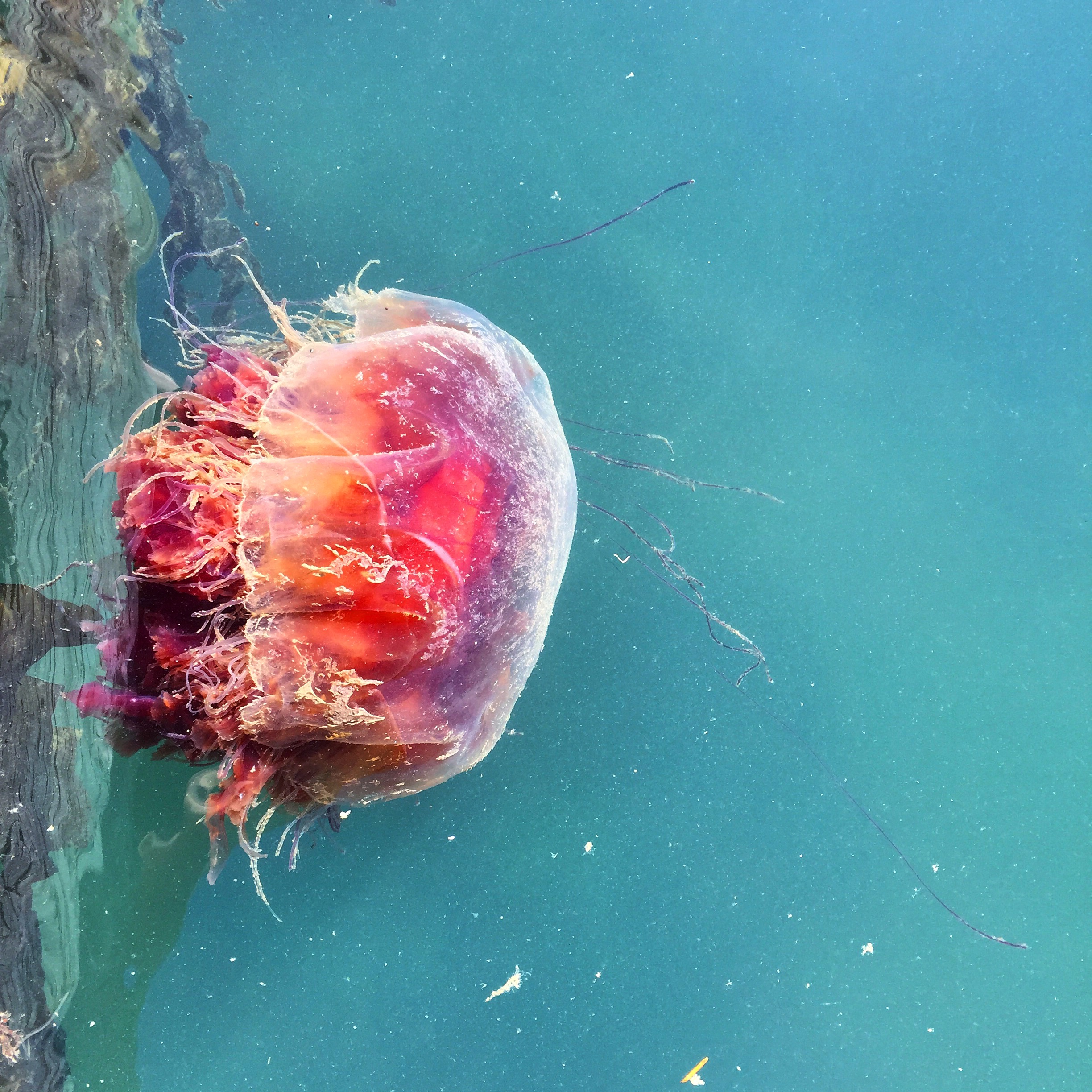 Detail Gambar Jellyfish Nomer 39