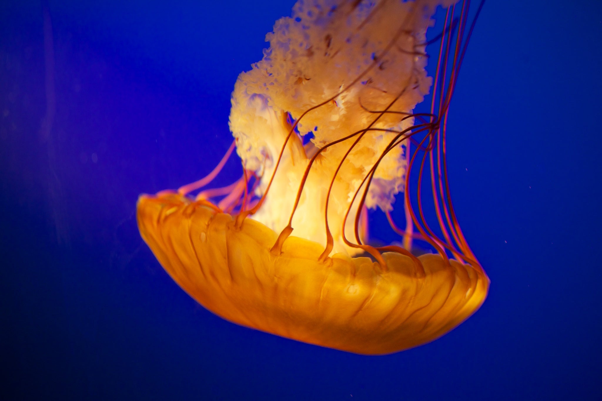 Detail Gambar Jellyfish Nomer 48
