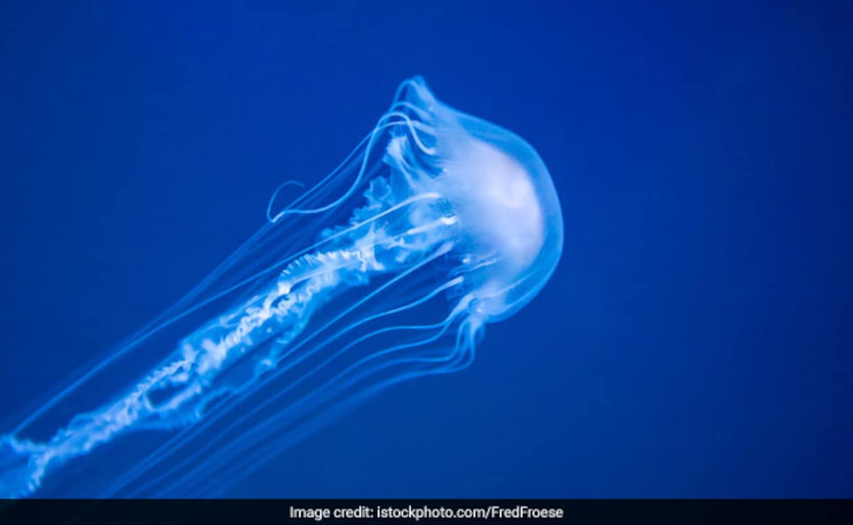 Detail Gambar Jellyfish Nomer 7