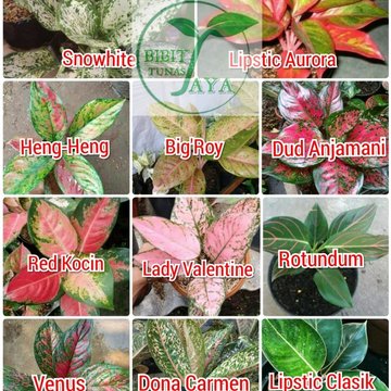 Detail Gambar Jenis Aglonema Nomer 30