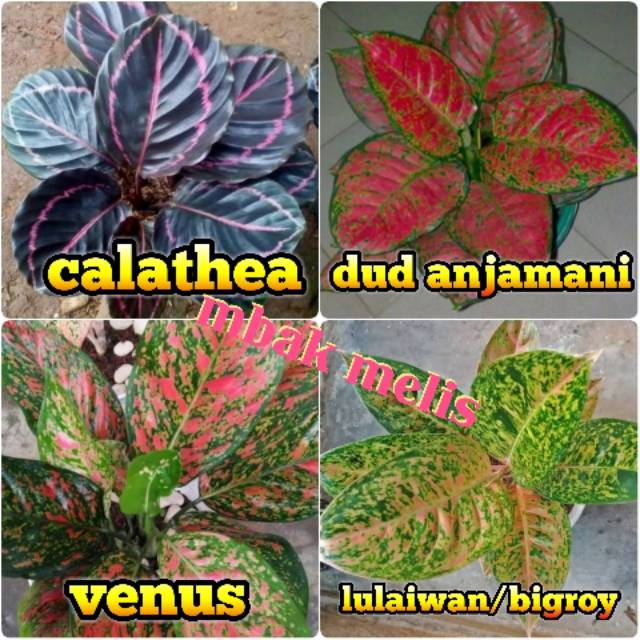 Detail Gambar Jenis Aglonema Nomer 47