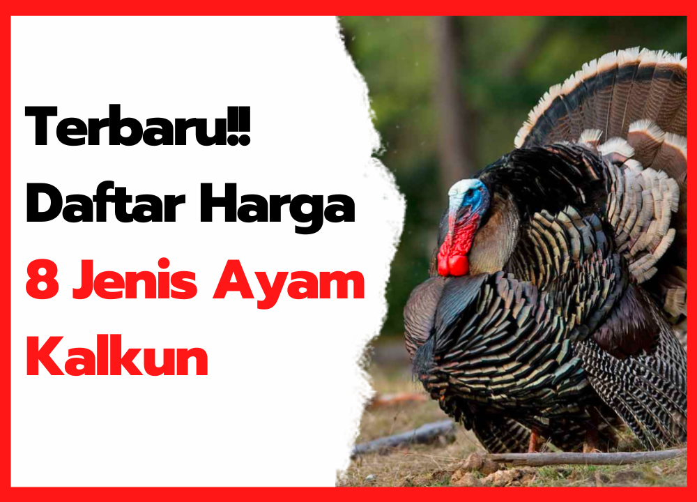 Detail Gambar Jenis Ayam Kalkun Nomer 40