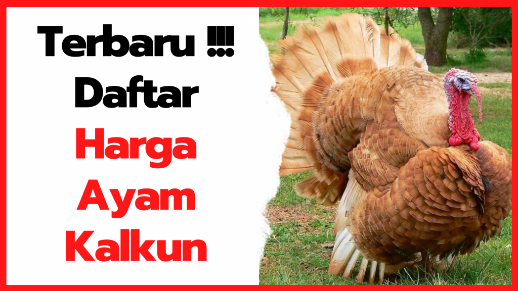 Detail Gambar Jenis Ayam Kalkun Nomer 46