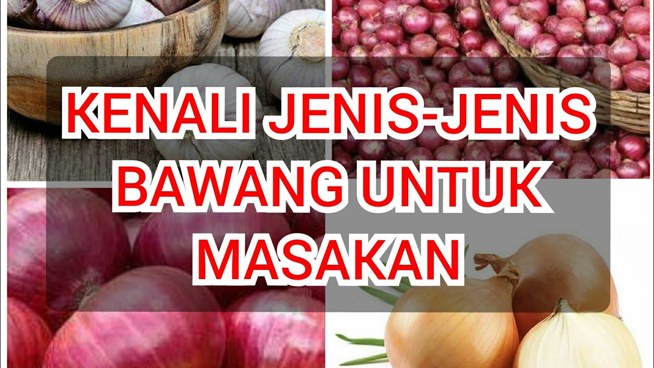 Detail Gambar Jenis Bawang Nomer 32