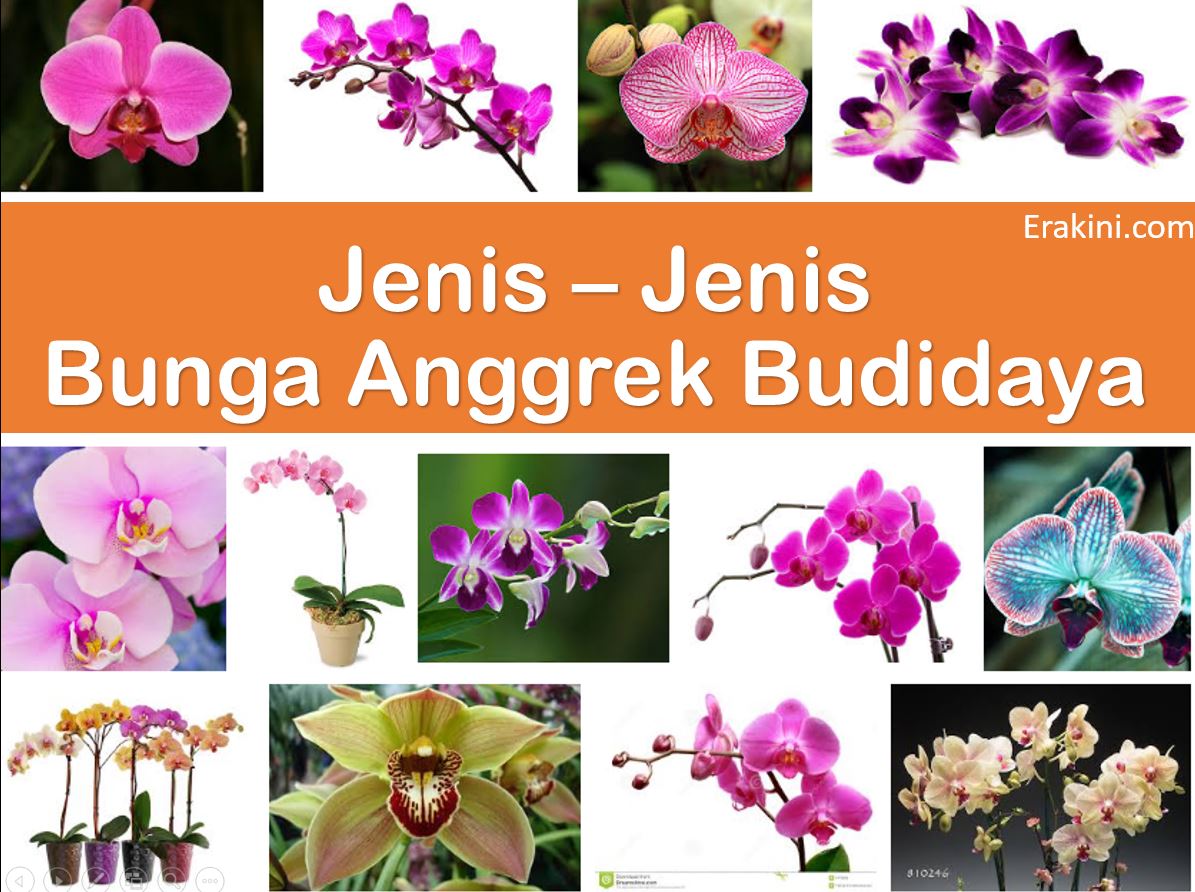 Detail Gambar Jenis Bunga Anggrek Nomer 4