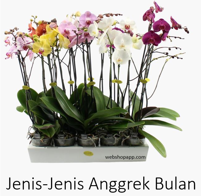 Detail Gambar Jenis Bunga Anggrek Nomer 53