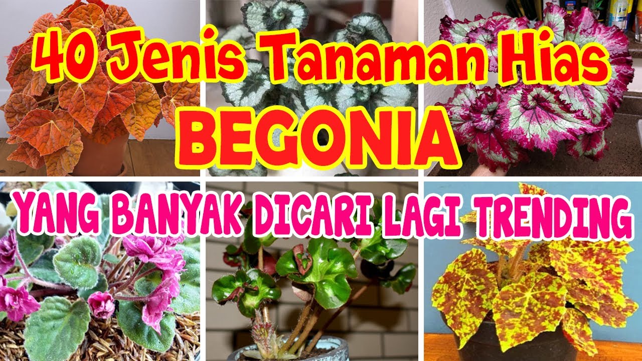 Detail Gambar Jenis Bunga Begonia Nomer 3