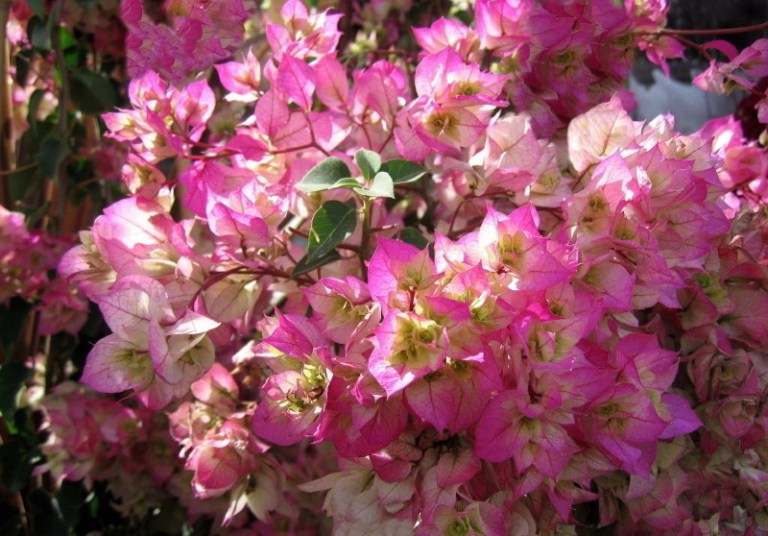 Detail Gambar Jenis Bunga Bugenvil Nomer 18