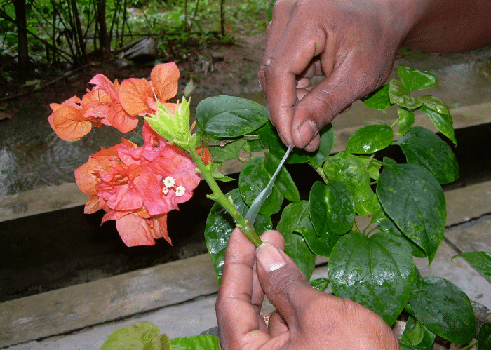 Detail Gambar Jenis Bunga Bugenvil Nomer 48