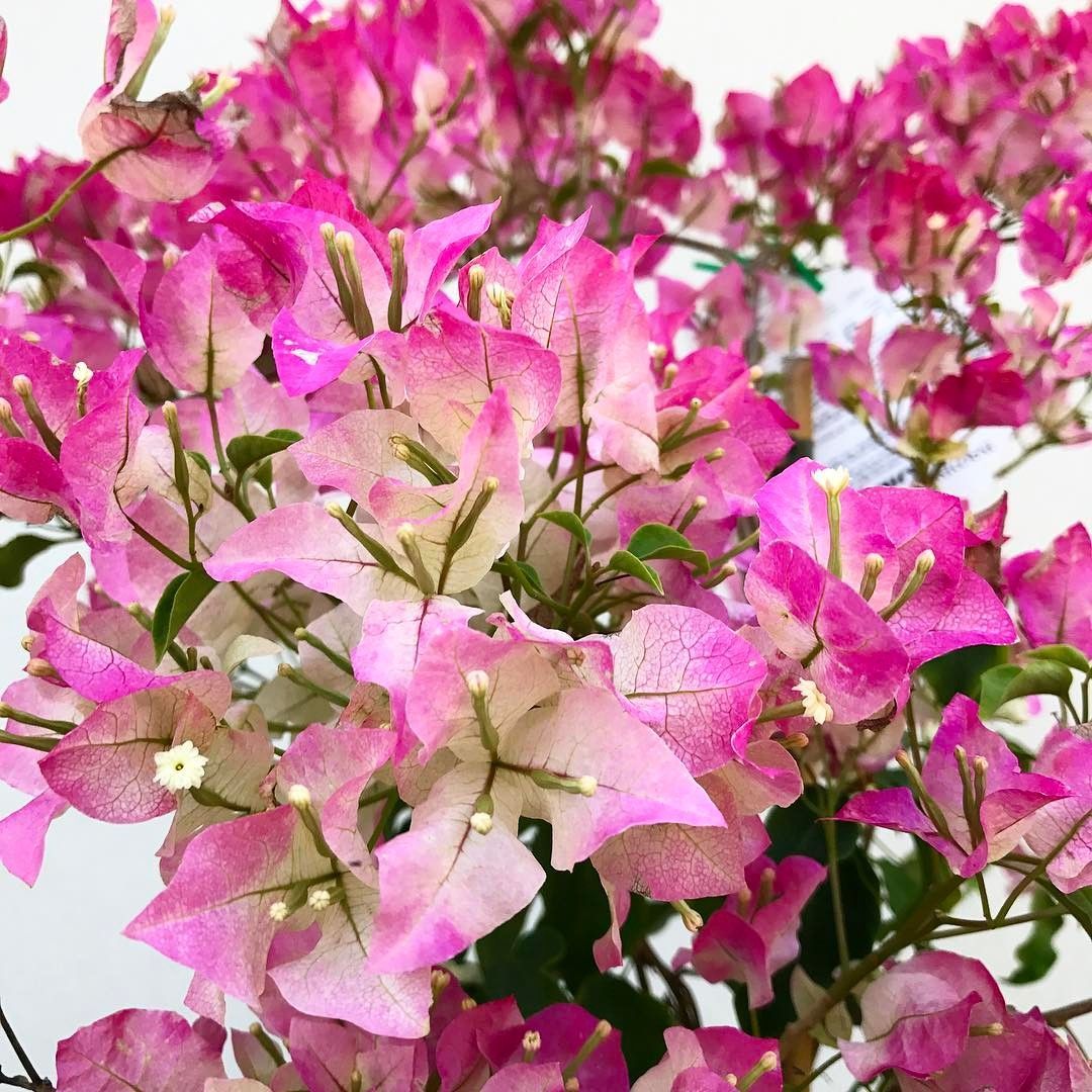 Detail Gambar Jenis Bunga Bugenvil Nomer 8