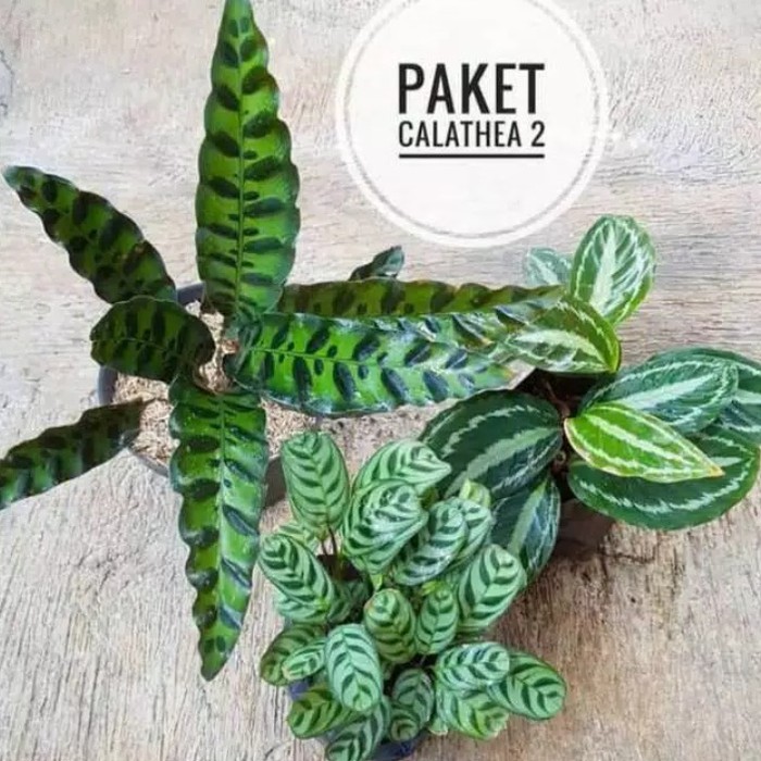 Detail Gambar Jenis Bunga Calathea Nomer 11