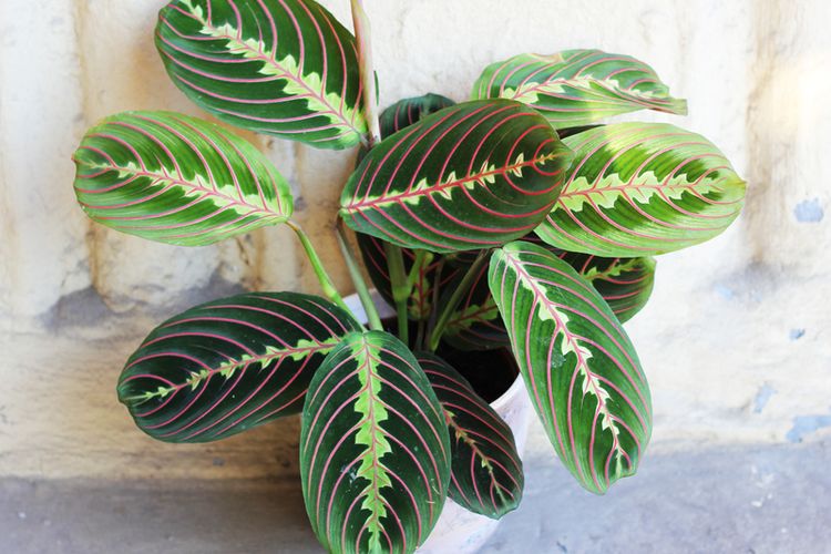 Detail Gambar Jenis Bunga Calathea Nomer 17