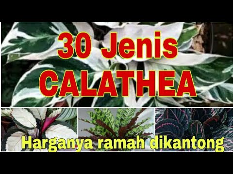 Detail Gambar Jenis Bunga Calathea Nomer 20