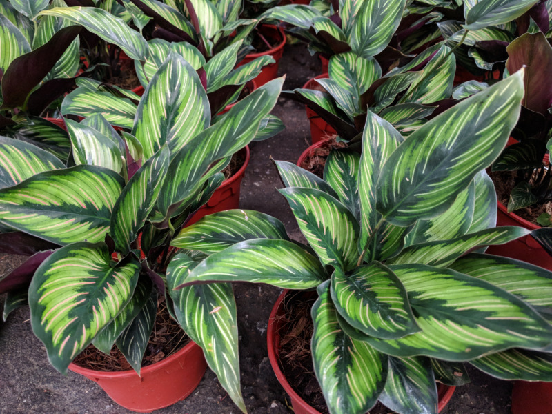 Detail Gambar Jenis Bunga Calathea Nomer 25