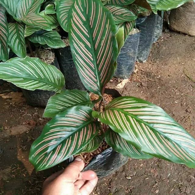 Detail Gambar Jenis Bunga Calathea Nomer 29