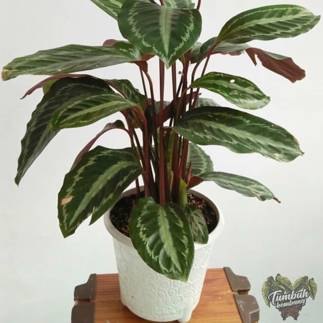 Detail Gambar Jenis Bunga Calathea Nomer 30