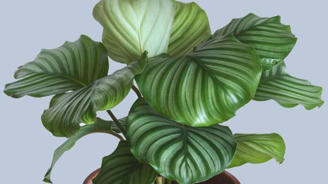 Detail Gambar Jenis Bunga Calathea Nomer 39