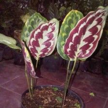 Detail Gambar Jenis Bunga Calathea Nomer 44