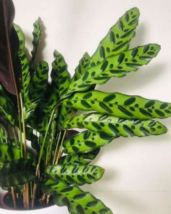 Detail Gambar Jenis Bunga Calathea Nomer 47