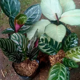 Detail Gambar Jenis Bunga Calathea Nomer 50