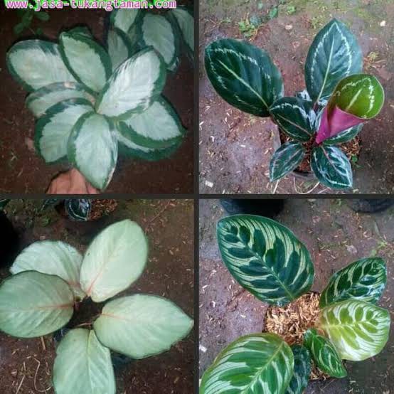 Detail Gambar Jenis Bunga Calathea Nomer 51