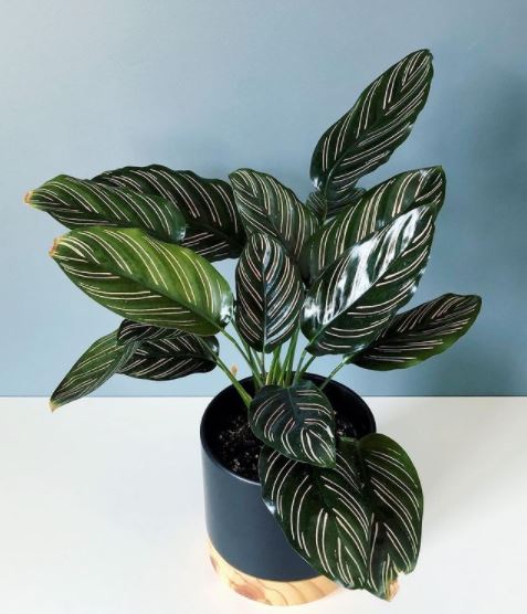 Detail Gambar Jenis Bunga Calathea Nomer 52