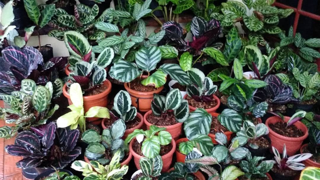 Detail Gambar Jenis Bunga Calathea Nomer 53