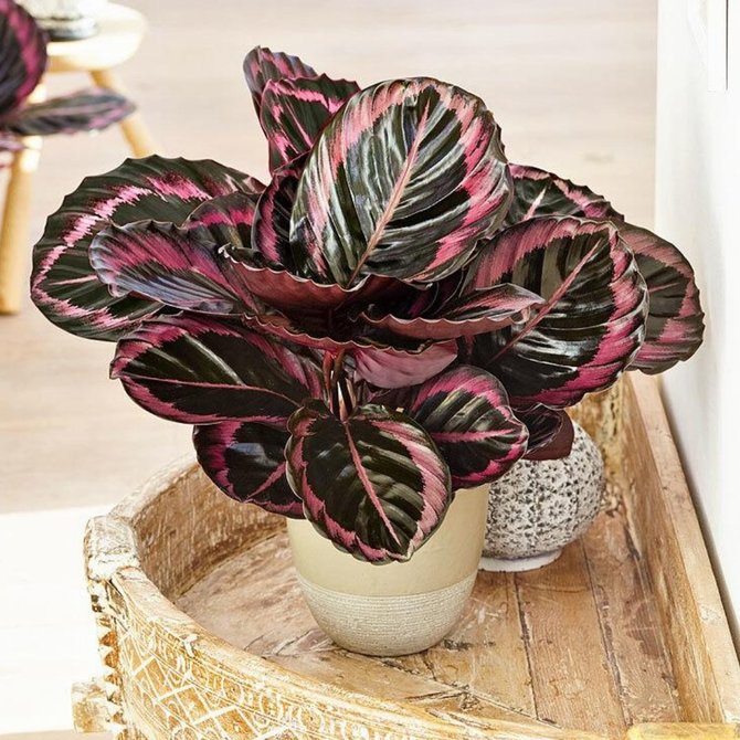 Detail Gambar Jenis Bunga Calathea Nomer 8