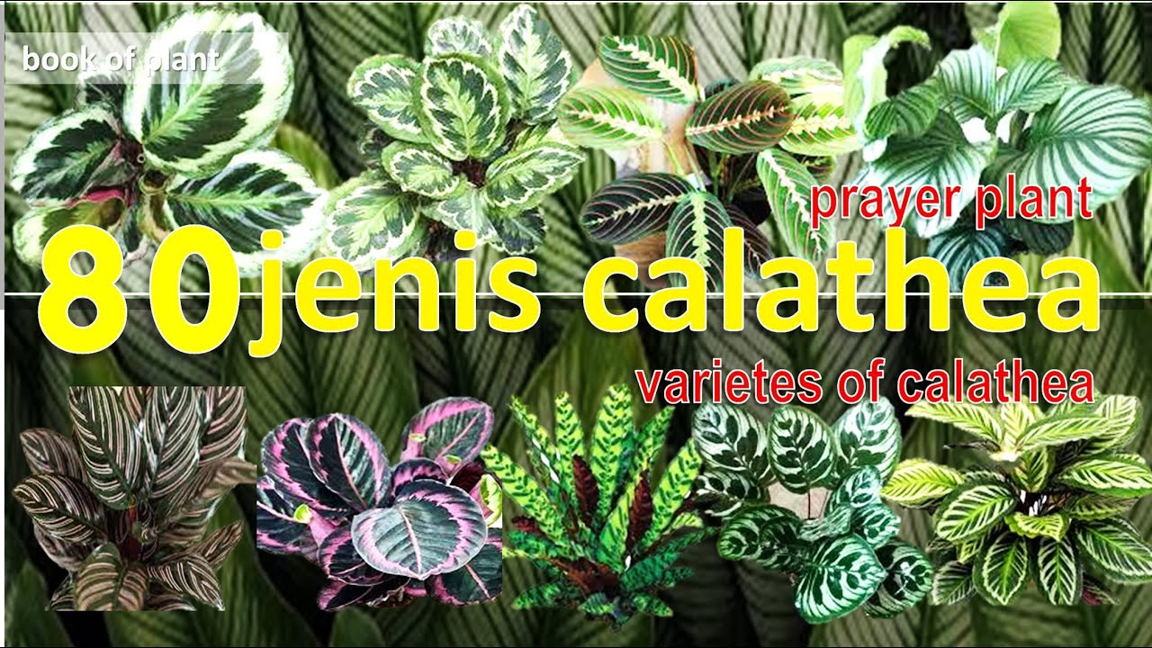 Detail Gambar Jenis Bunga Calathea Nomer 9