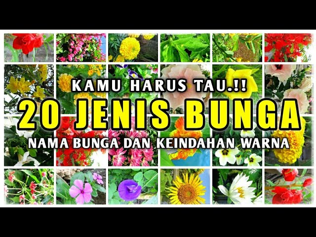 Detail Gambar Jenis Bunga Dan Namanya Nomer 3