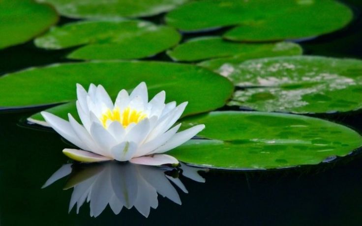 Detail Gambar Jenis Bunga Lotus Nomer 20
