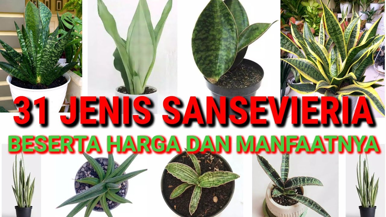 Detail Gambar Jenis Bunga Sansivera Nomer 26