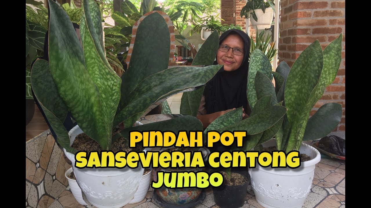 Detail Gambar Jenis Bunga Sansivera Nomer 42