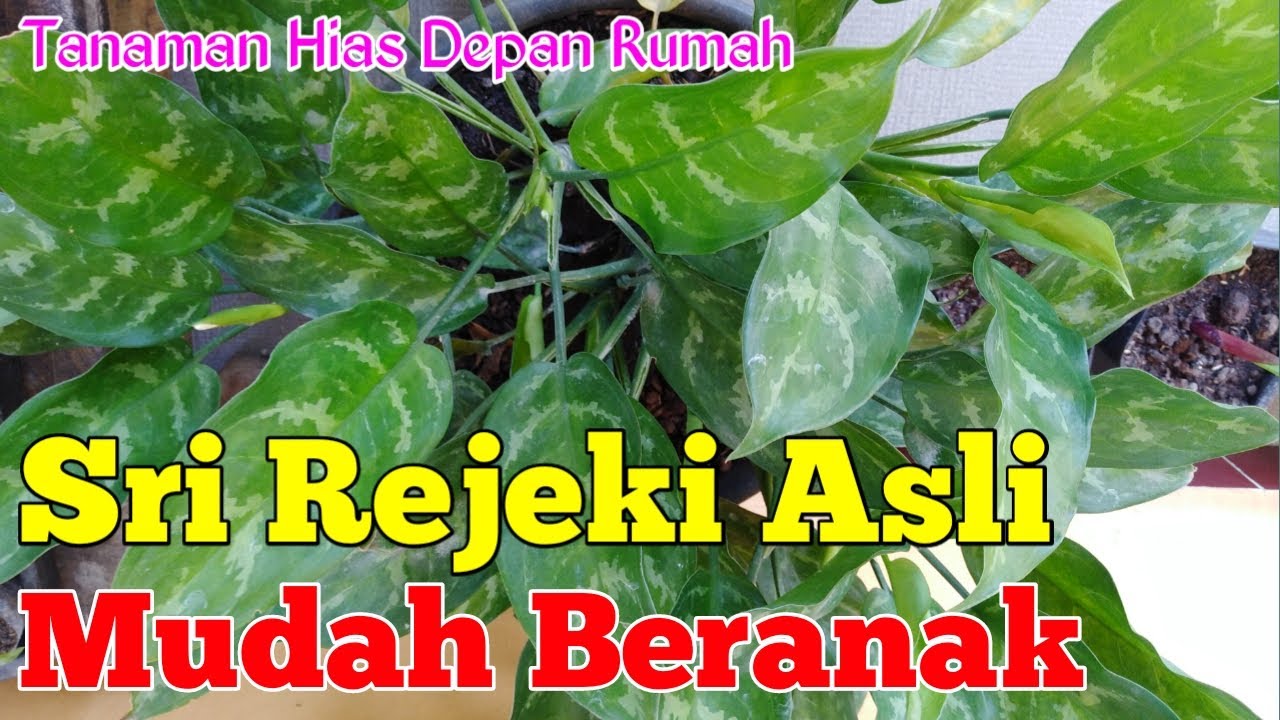 Detail Gambar Jenis Bunga Sri Rejeki Nomer 33